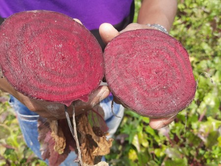 beetroot powder
