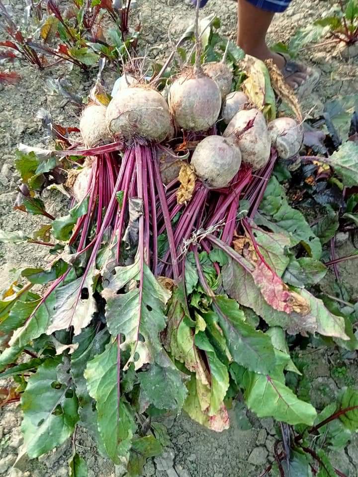 Beetroot powder price in Bangladesh - Image 5