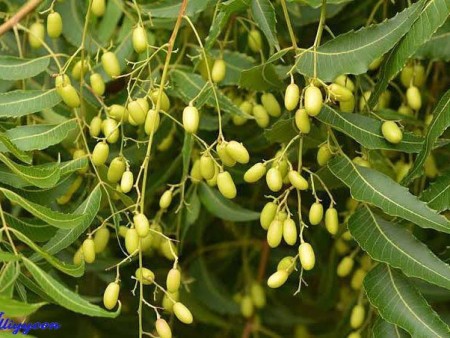 dried neem leaf powder
