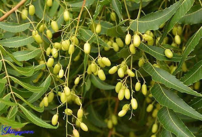 dried neem leaf powder