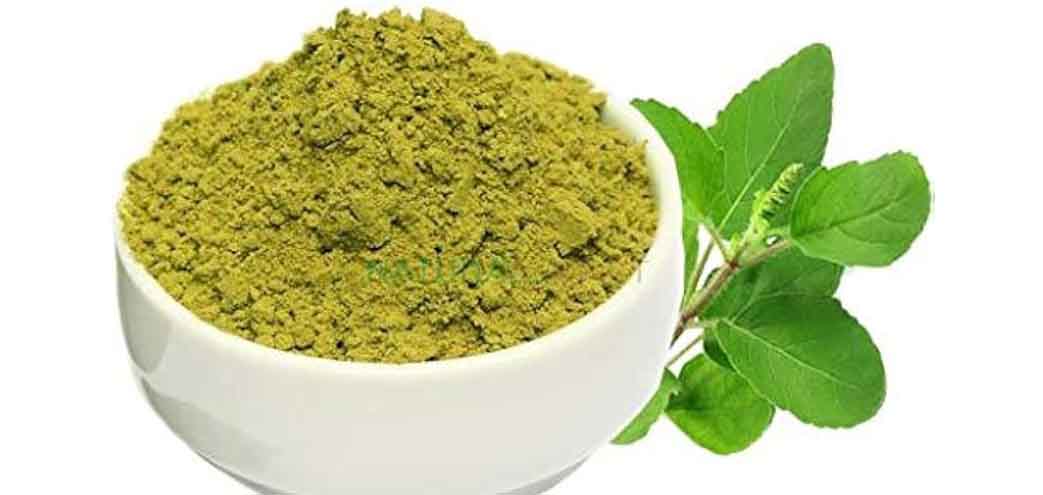 dry tulsi leaves powder