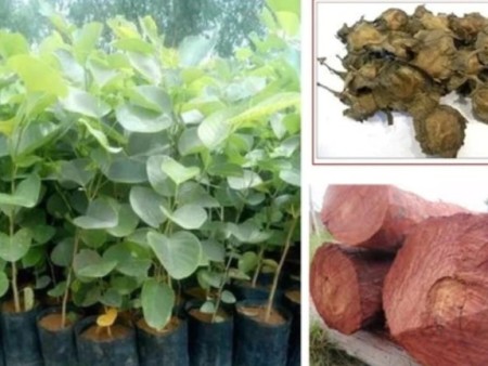 lal Chandan seeds