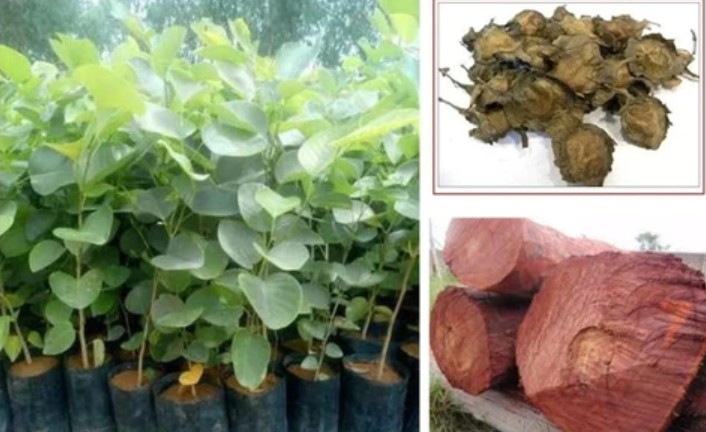 lal Chandan seeds
