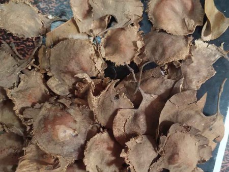 red chandan seed