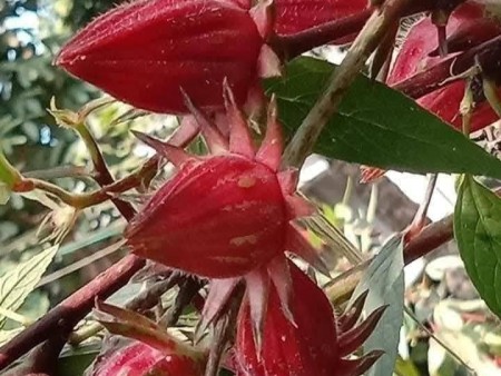 rosella flower tea