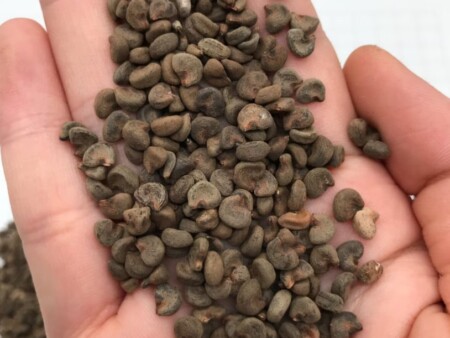 rosella seeds