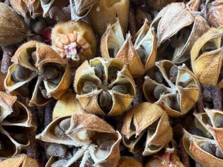 rosella seeds for sale