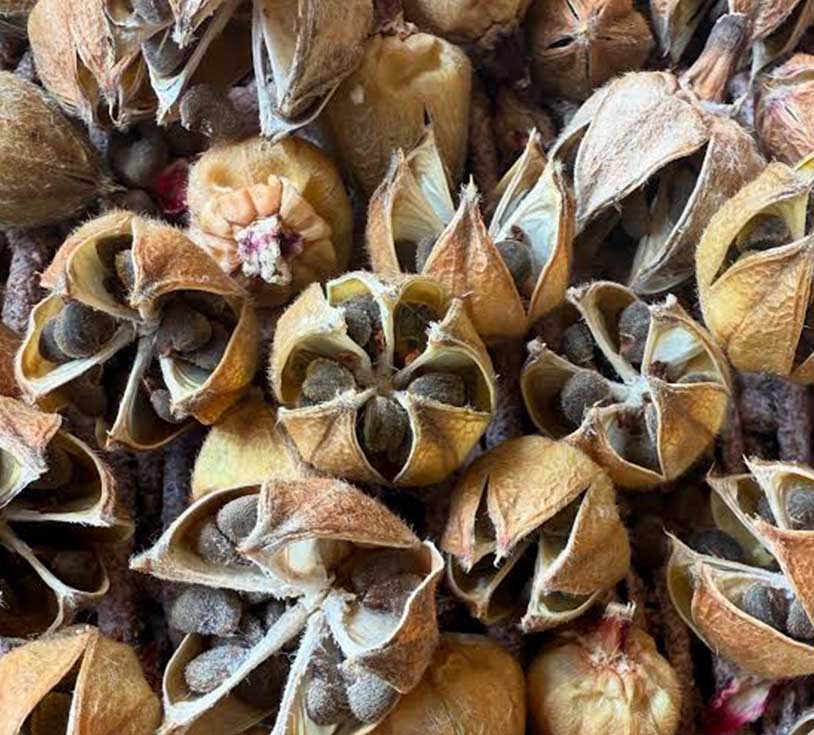rosella seeds for sale