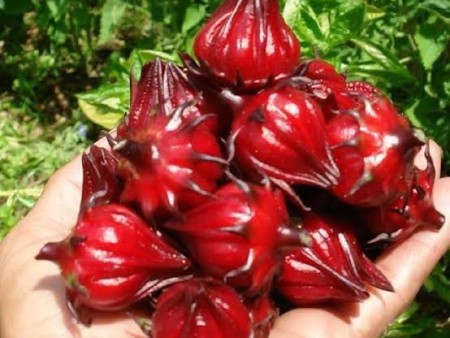 rosellatea