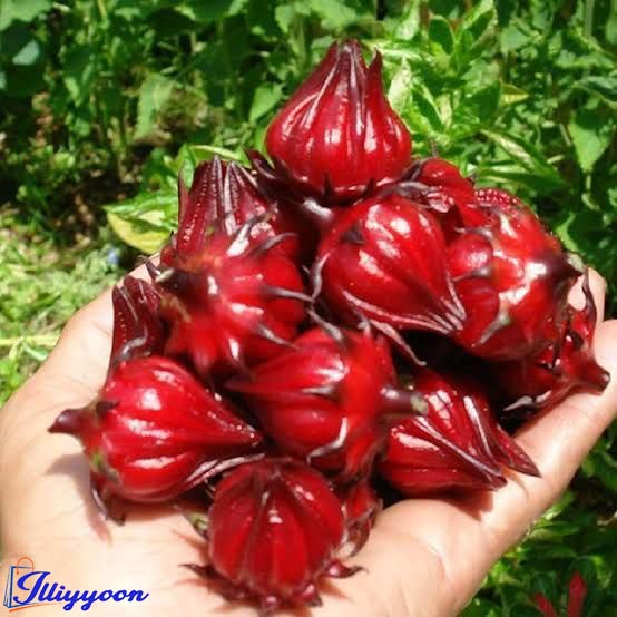 rosellatea