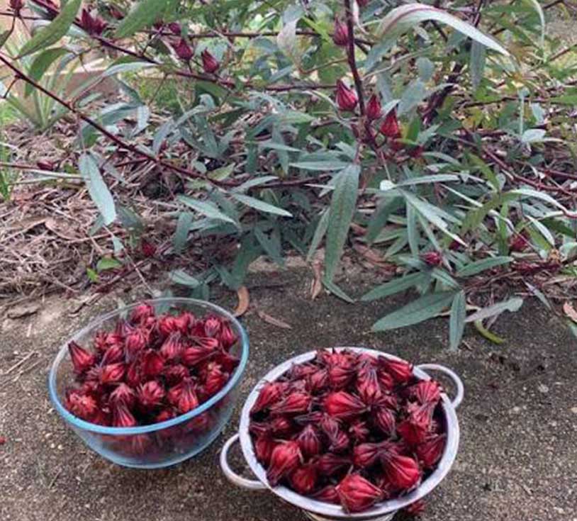 roselle hibiscus seeds