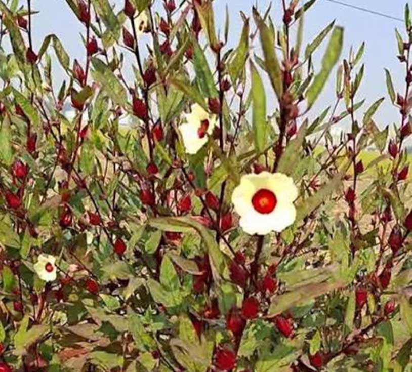 Rosella seeds for sale online in Bangladesh - Image 5