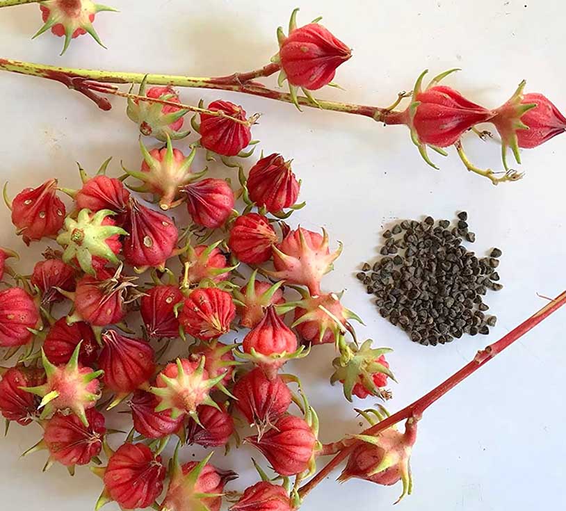 roselle seeds price