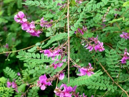 ইন্ডিগো পাতা গুঁড়ো
