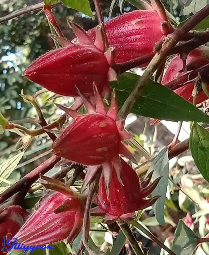 চুকাই চা