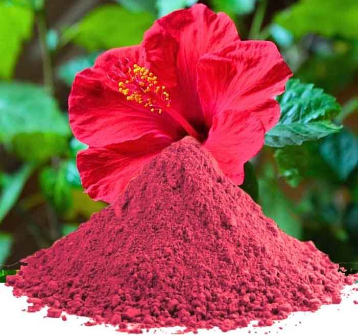 জবা ফুলের গুঁড়া
