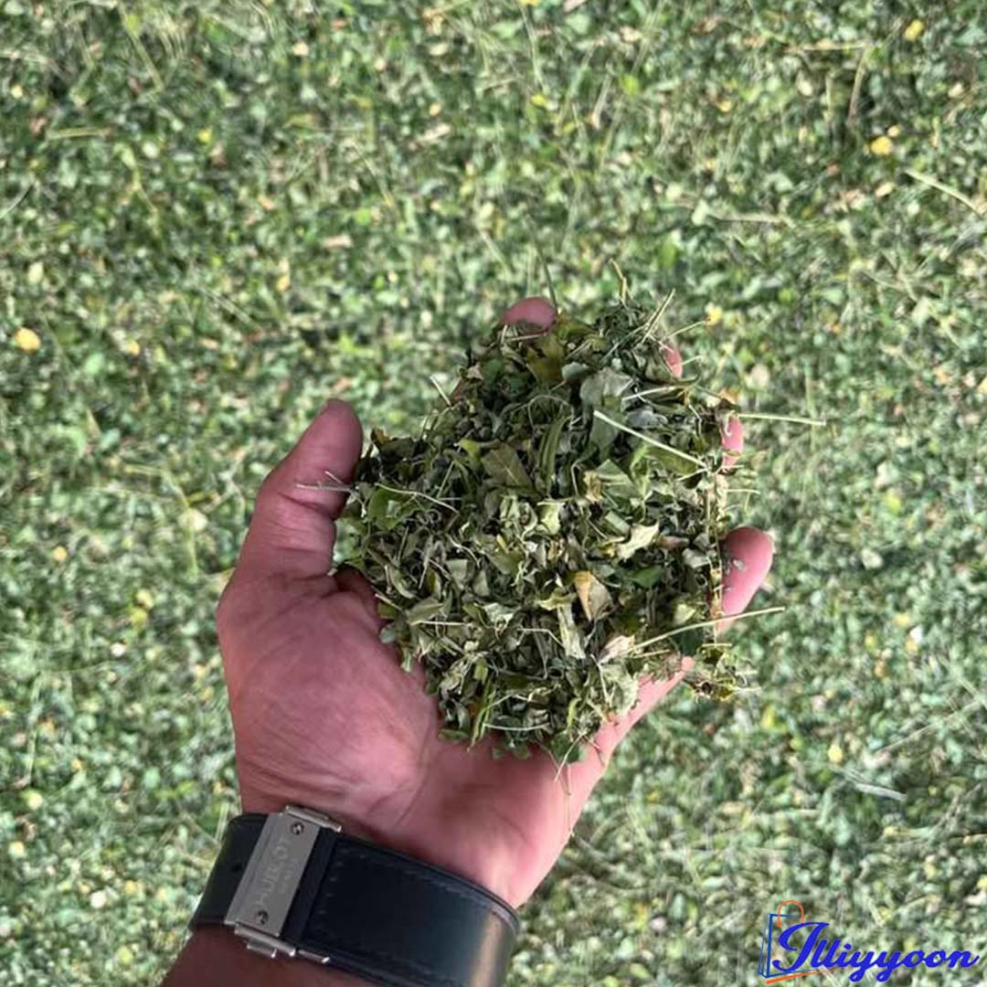 মরিঙ্গা গুঁড়া