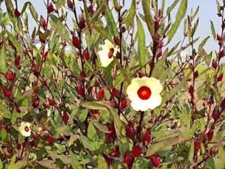 রোজেলা গাছ কোথায় পাওয়া যায়