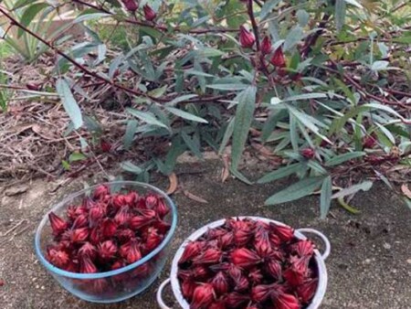 রোজেলা চা বীজ