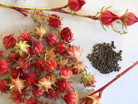 চুকাই বা রোজেলা বীজ কোথায় পাওয়া যায়