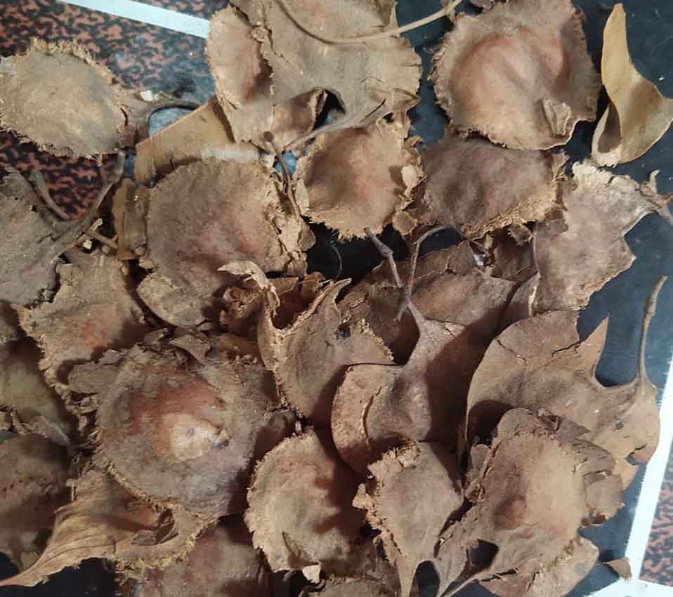 লাল চন্দন গাছের বীজ কোথায় পাওয়া যায়
