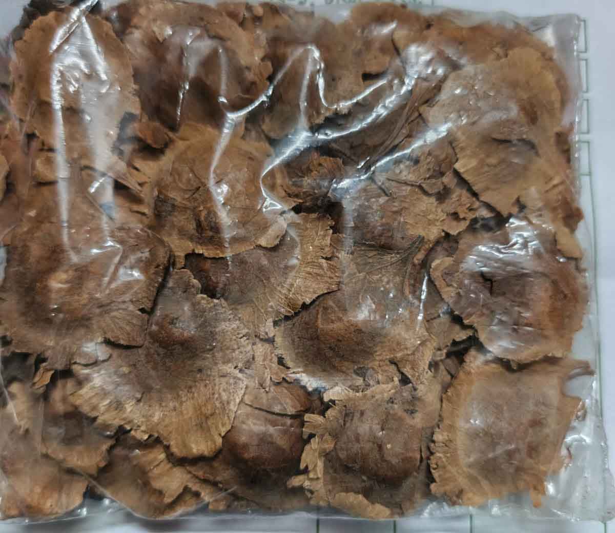 লাল চন্দন গাছের বীজ