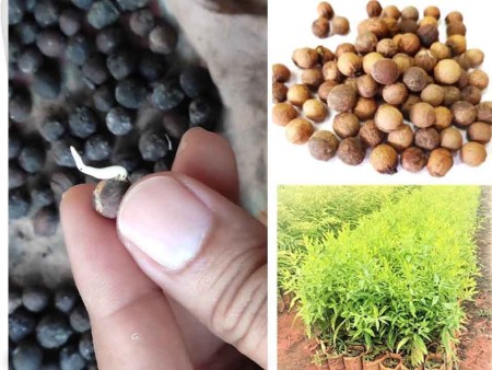 আসল সাদা চন্দন গাছের বীজ (Original Shada Chandan Seeds)