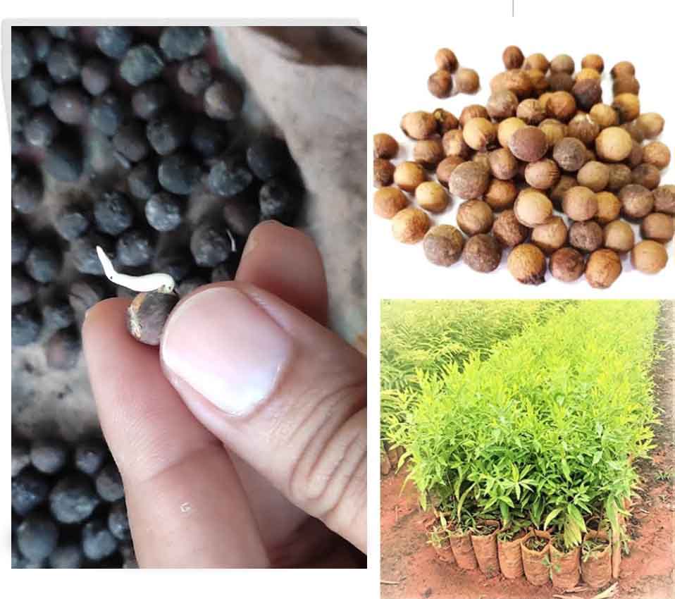 আসল সাদা চন্দন গাছের বীজ (Original Shada Chandan Seeds)