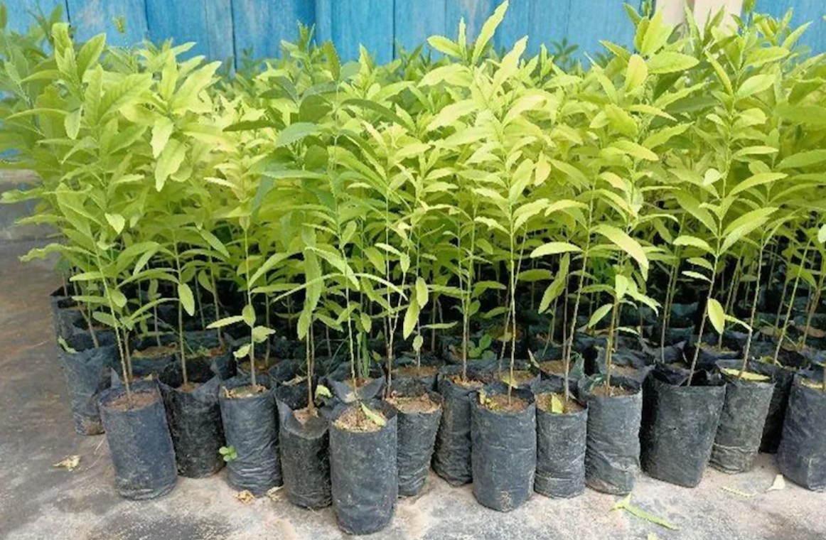 আসল সাদা চন্দন গাছের বীজ (Original Shada Chandan Seeds) - Image 4